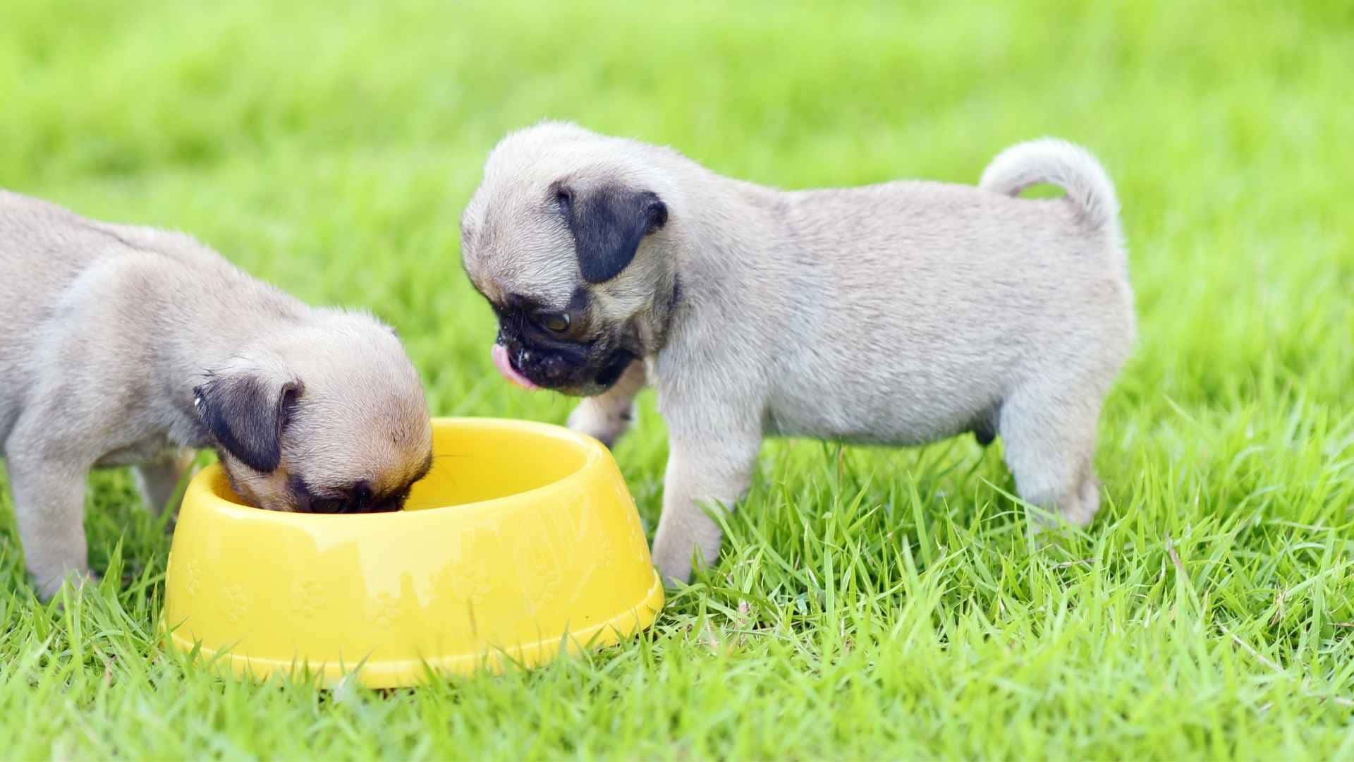 Perro cachorro alimentandose